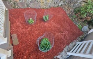 Fresh red mulch garden bed with young plants protected by wire cages
