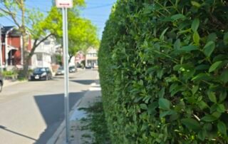 Neatly trimmed hedge along sidewalk after professional landscaping