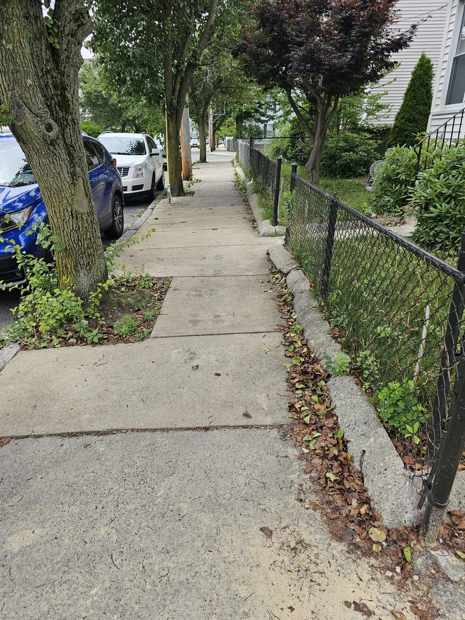 Residential sidewalk with leaves and weeds before professional edging and cleanup
