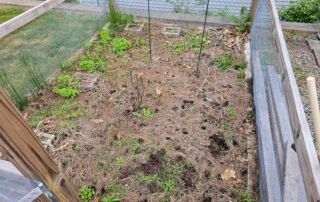 Garden bed with weeds and debris before professional cleanup and soil prep